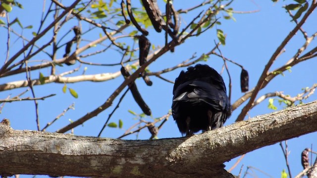 Cuban Crow - ML201582191