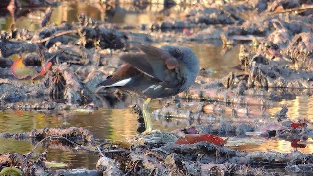 Common Gallinule (American) - ML201582201