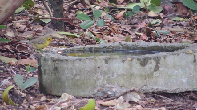 Prairie Warbler - ML201582211