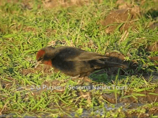 Chestnut-capped Blackbird - ML201582641