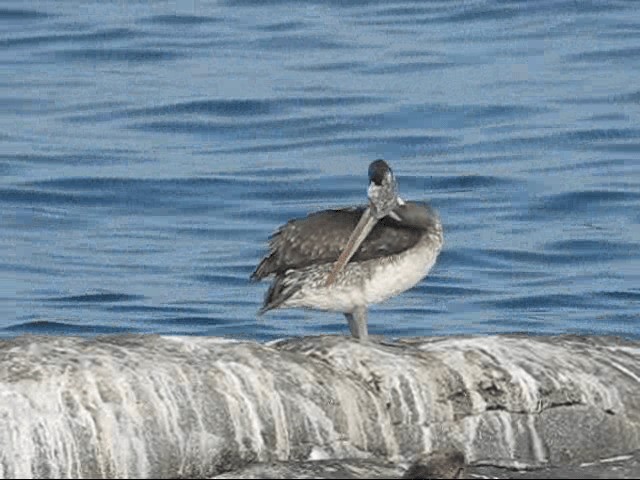 Peruvian Pelican - ML201582801