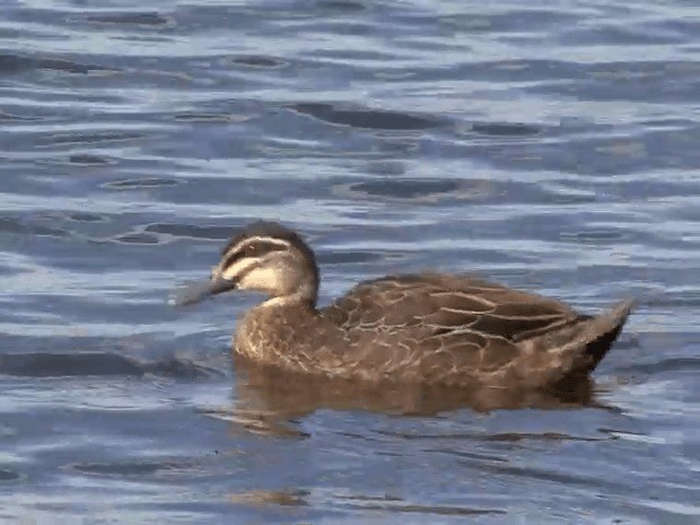 Pacific Black Duck - ML201582881