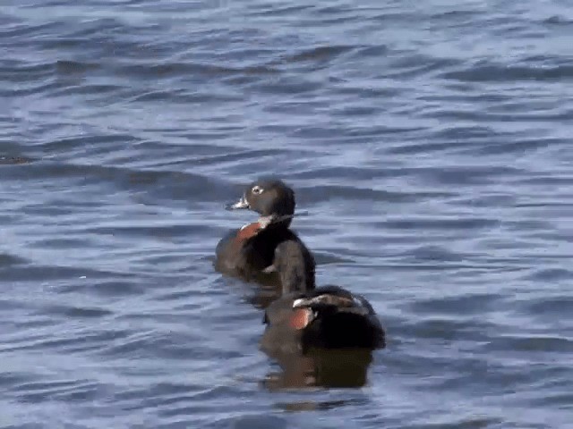 Australian Shelduck - ML201582901