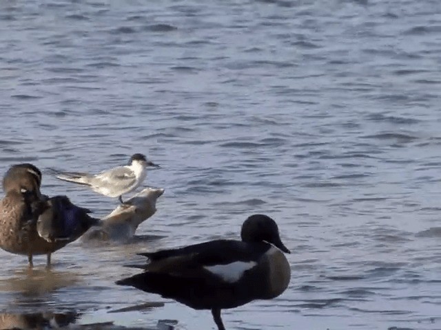 rybák obecný (ssp. longipennis) - ML201582921