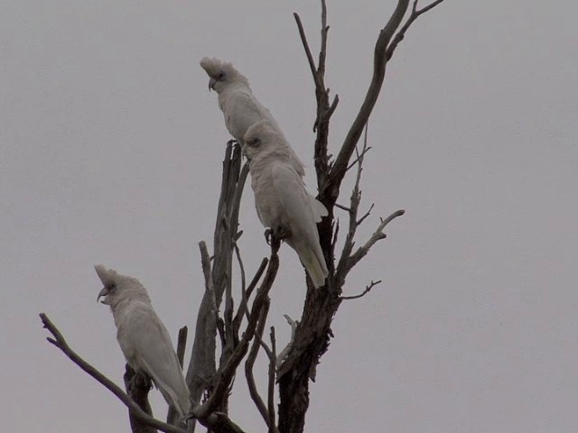 Cacatúa Cavadora - ML201582951