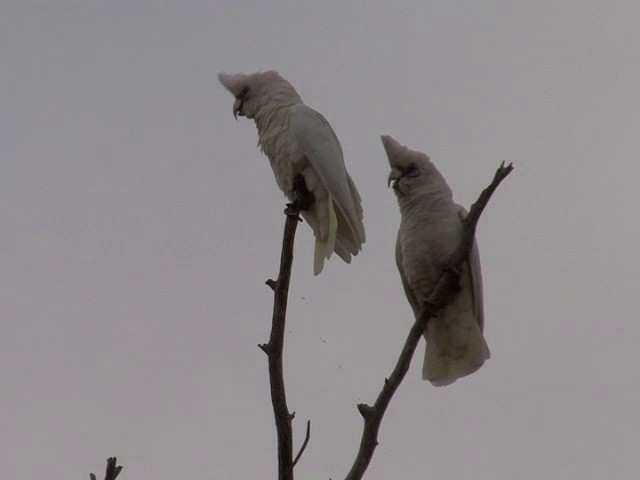 kakadu hrabavý - ML201582961