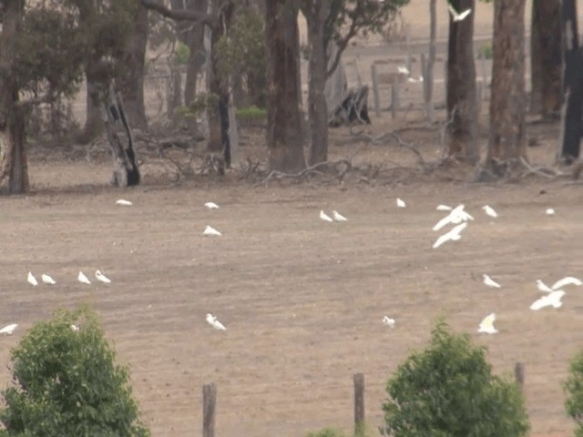 Western Corella - ML201582981