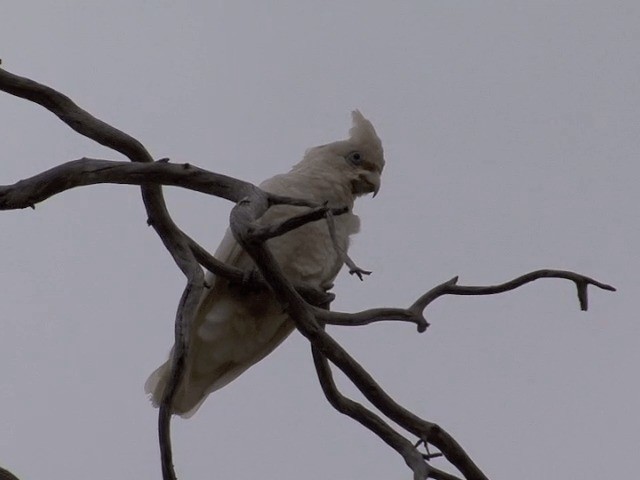 kakadu hrabavý - ML201582991