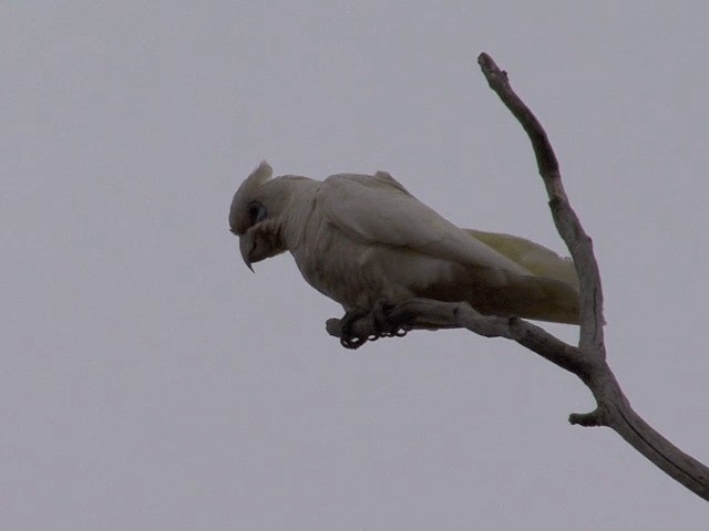 Western Corella - ML201583001