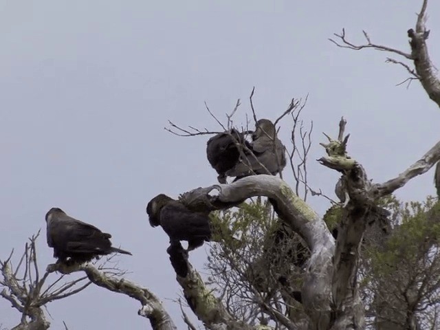 Baudin's Black-Cockatoo - ML201583011