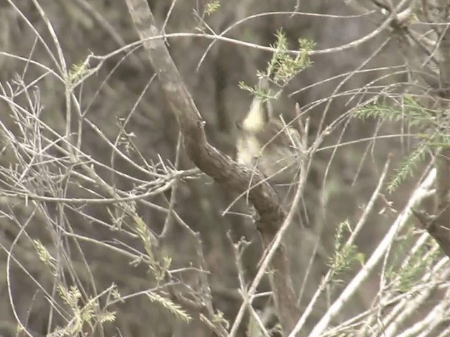 Inland Thornbill - ML201583081
