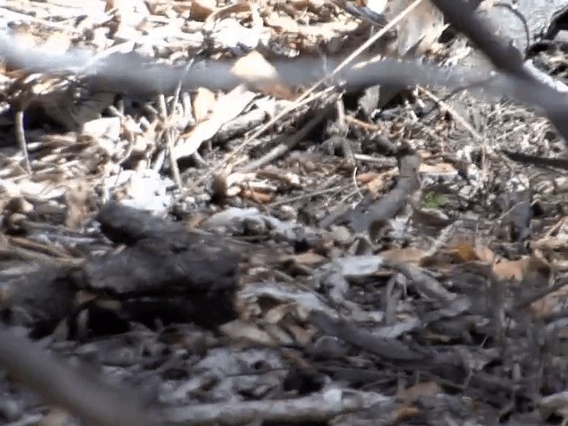 Red-winged Fairywren - ML201583111