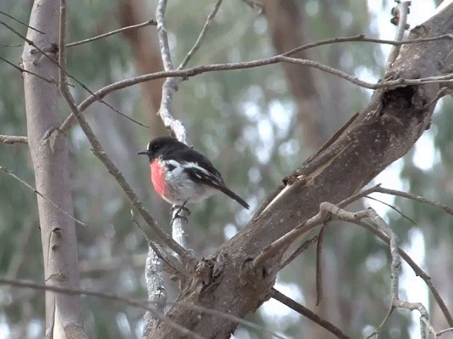 skarlagenflueskvett (campbelli) - ML201583131