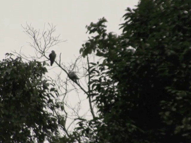 Silvery Wood-Pigeon - ML201583141