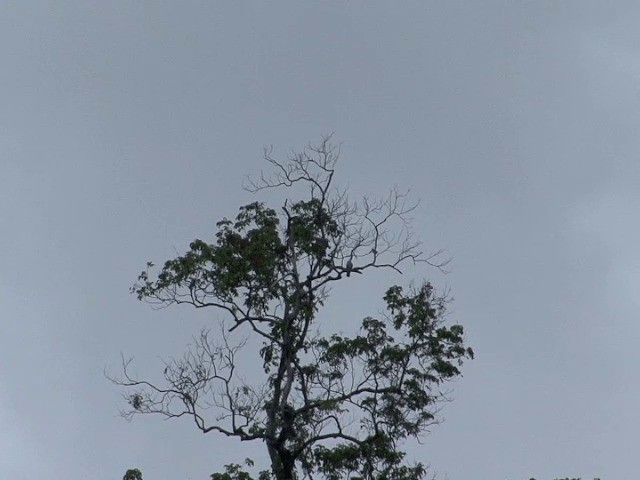 Silvery Wood-Pigeon - ML201583171