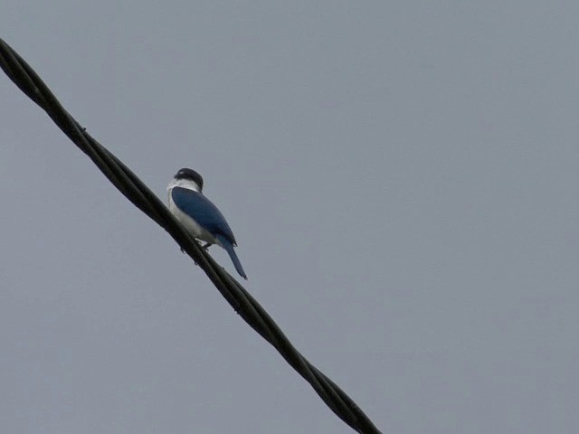 Collared Kingfisher (Collared) - ML201583211