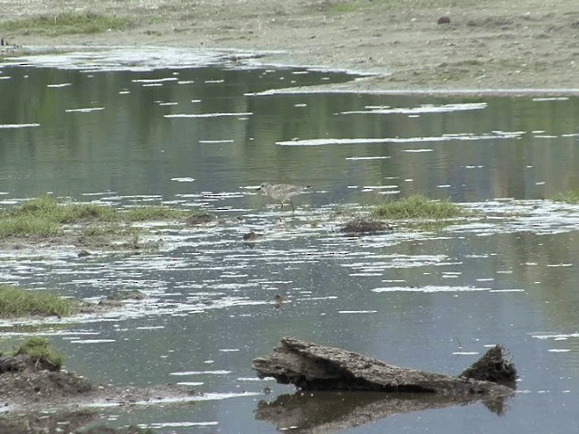 Black-bellied Plover - ML201583251