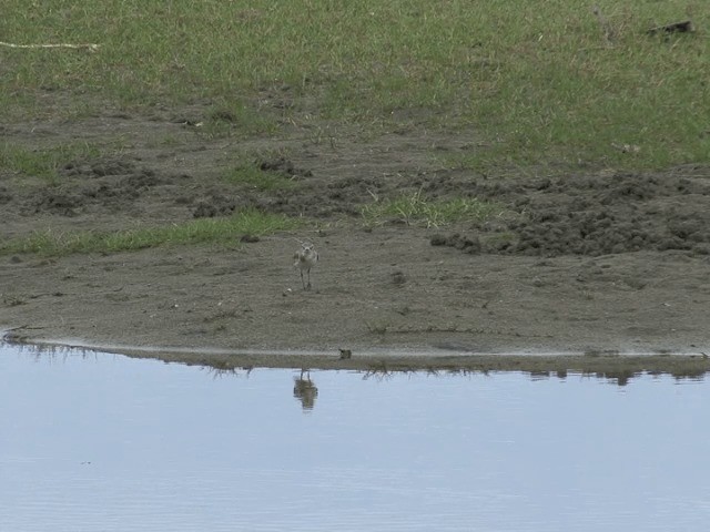 Wüstenregenpfeifer - ML201583261