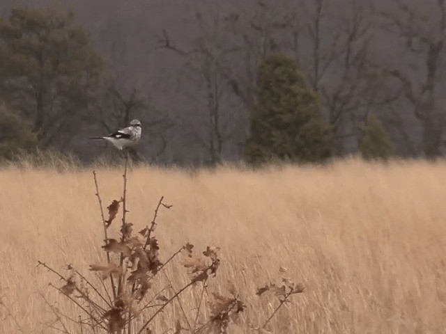 Northern Shrike (American) - ML201583301