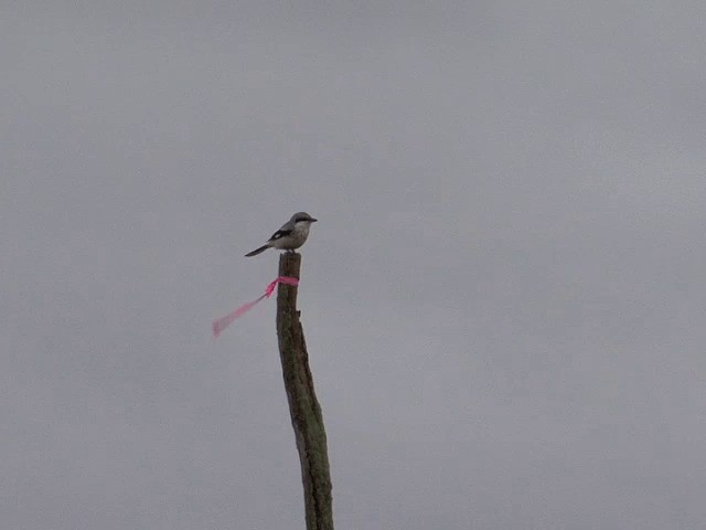 Northern Shrike (American) - ML201583311