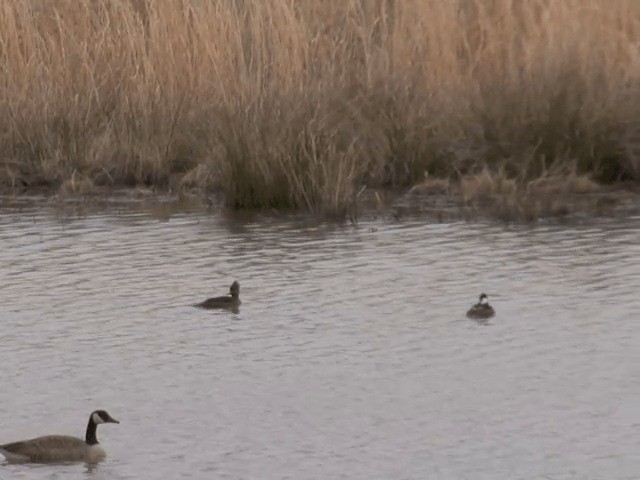 Hooded Merganser - ML201583371
