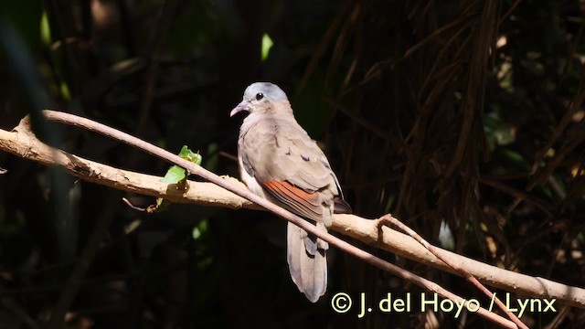 Blue-spotted Wood-Dove - ML201583391