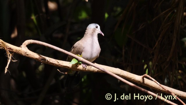 Blue-spotted Wood-Dove - ML201583401