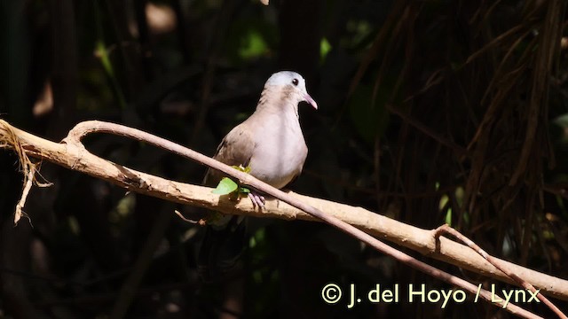 Palomita Aliazul - ML201583401