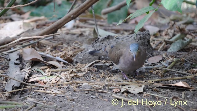 Blue-spotted Wood-Dove - ML201583411