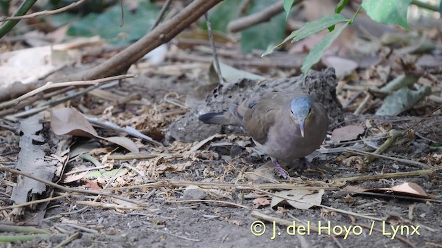 Blue-spotted Wood-Dove - ML201583411