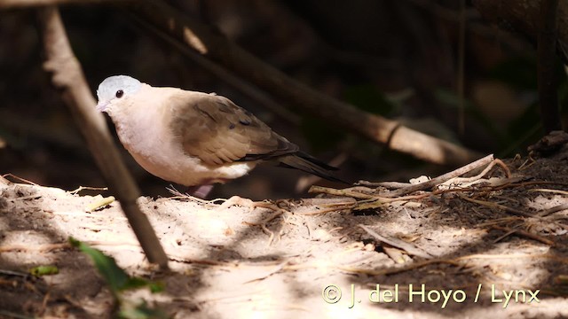 Blue-spotted Wood-Dove - ML201583421