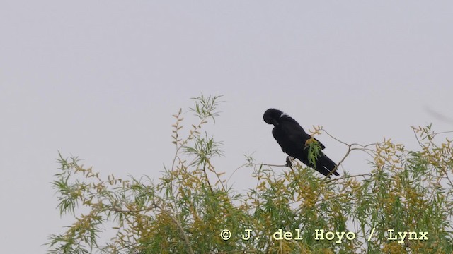 Carrion Crow - ML201583431