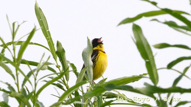 Yellow-breasted Bunting - ML201583461