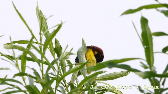 Yellow-breasted Bunting - ML201583471