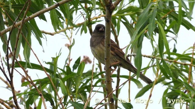 Black-faced Bunting - ML201583481