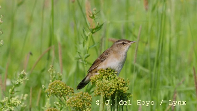 Pallas's Grasshopper Warbler - ML201583491