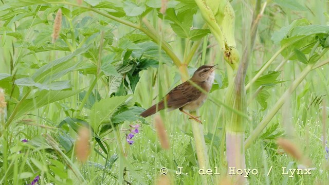 Pallas's Grasshopper Warbler - ML201583501