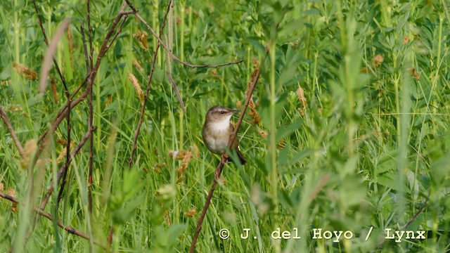 Pallas's Grasshopper Warbler - ML201583511