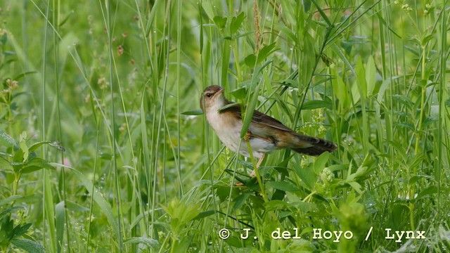 Pallas's Grasshopper Warbler - ML201583521