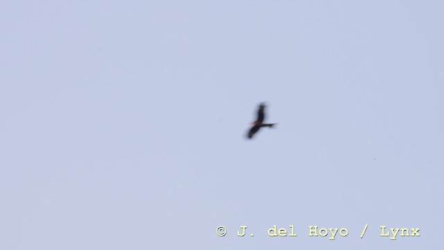 黑鳶(lineatus/formosanus) - ML201583531