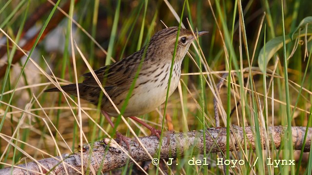 Lanceolated Warbler - ML201583601