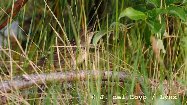 Lanceolated Warbler - ML201583611