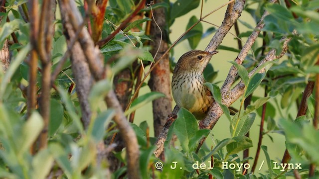 Lanceolated Warbler - ML201583621