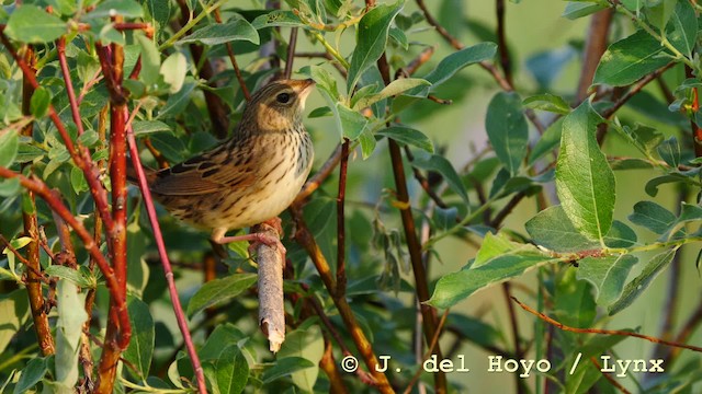 Lanceolated Warbler - ML201583631