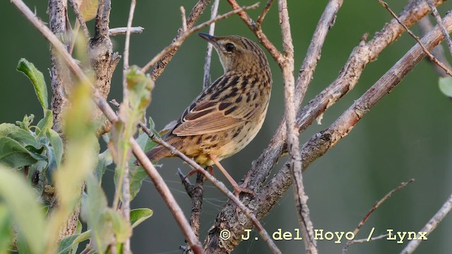 Lanceolated Warbler - ML201583641