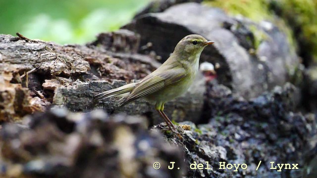 Mosquitero Común (grupo collybita) - ML201583771