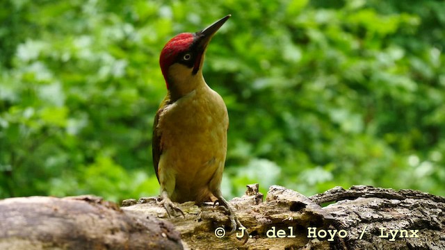 Eurasian Green Woodpecker (Eurasian) - ML201583791