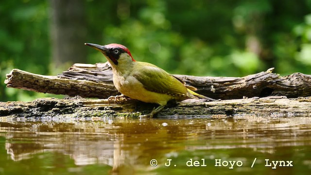 Eurasian Green Woodpecker (Eurasian) - ML201583831