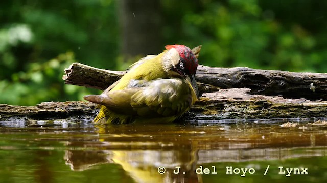 Eurasian Green Woodpecker (Eurasian) - ML201583841