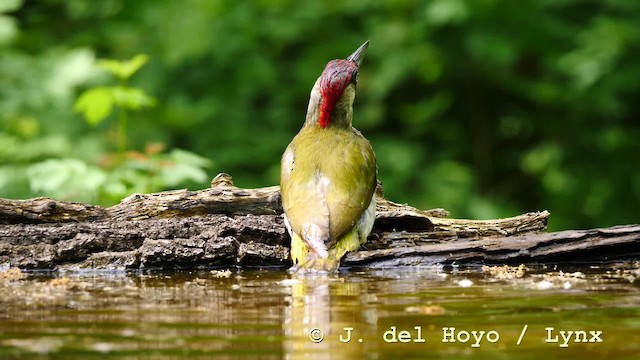 Eurasian Green Woodpecker (Eurasian) - ML201583851